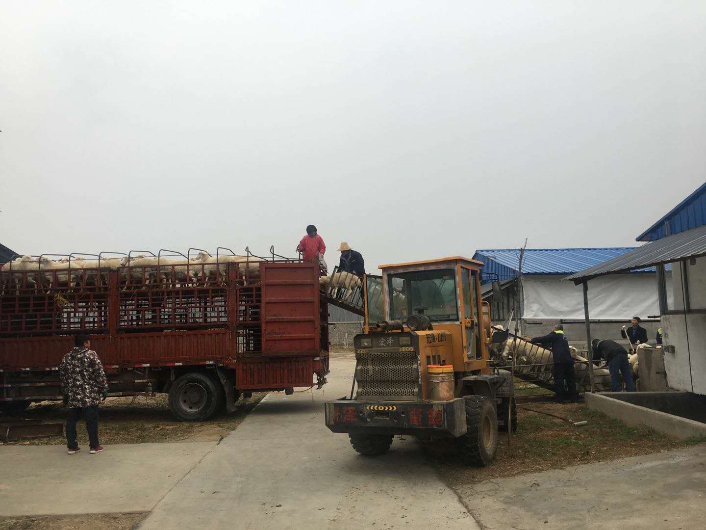 滿(mǎn)滿(mǎn)一車(chē)羊